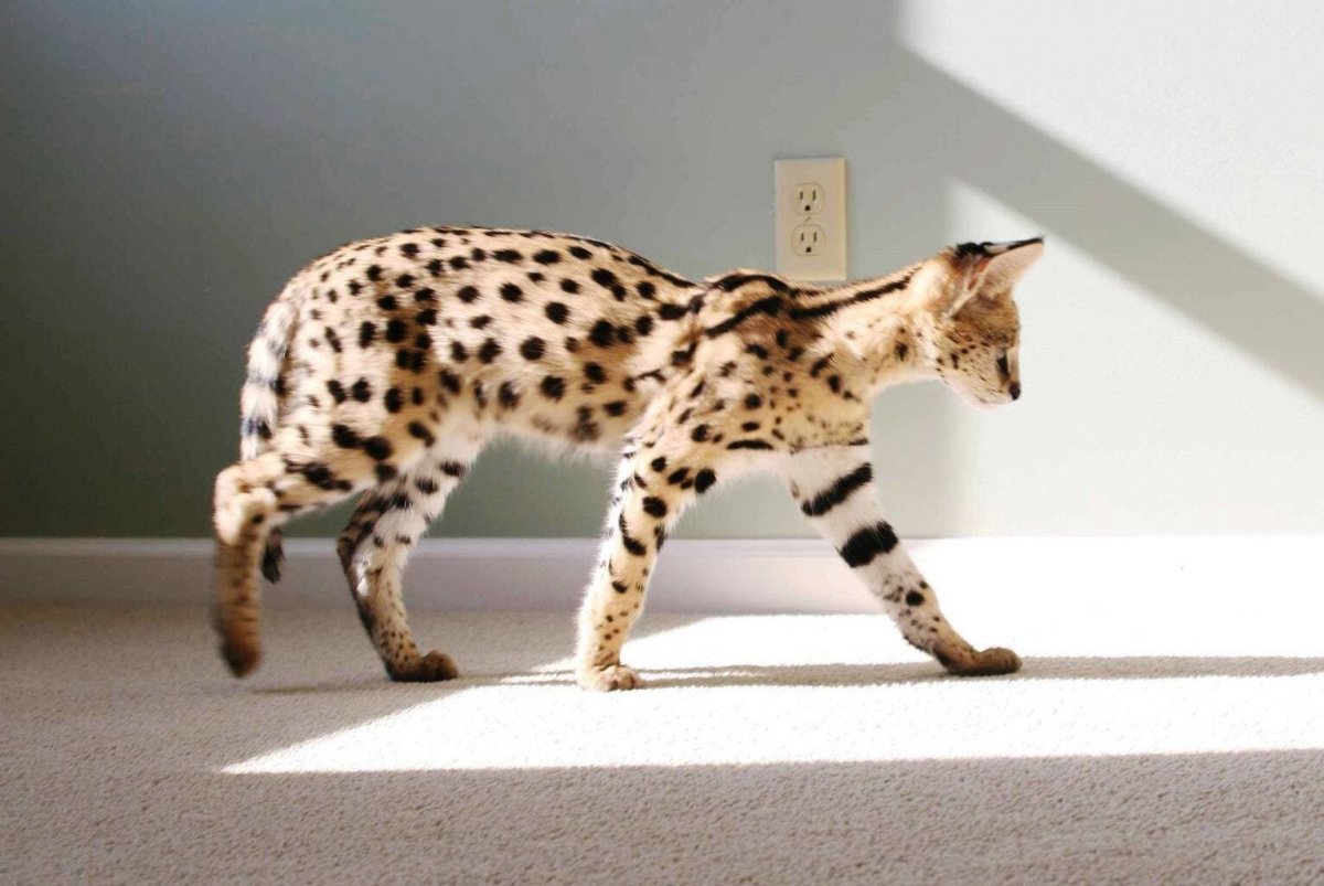 Сервал Ашера Саванна