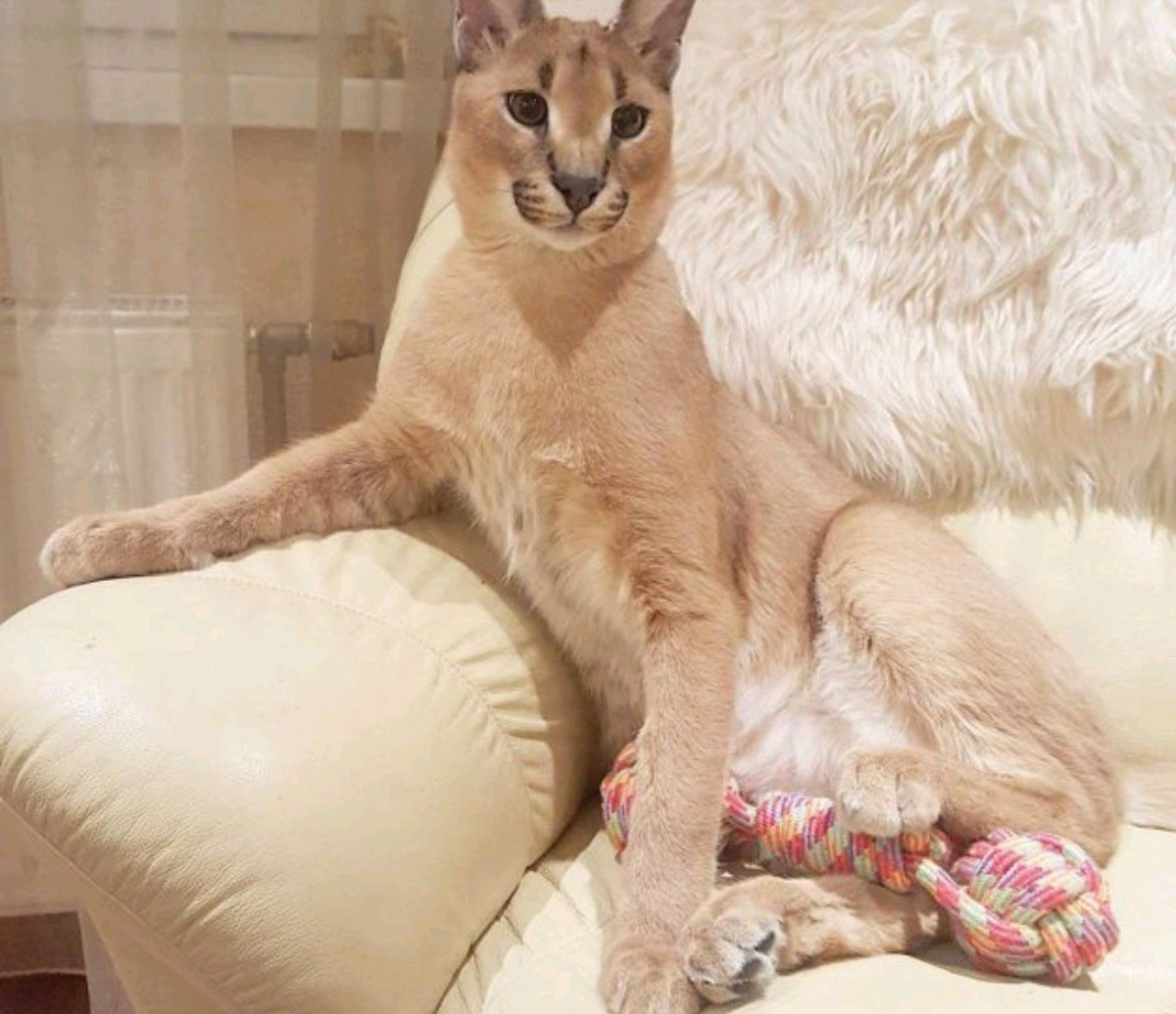 Живот Девон Рекса