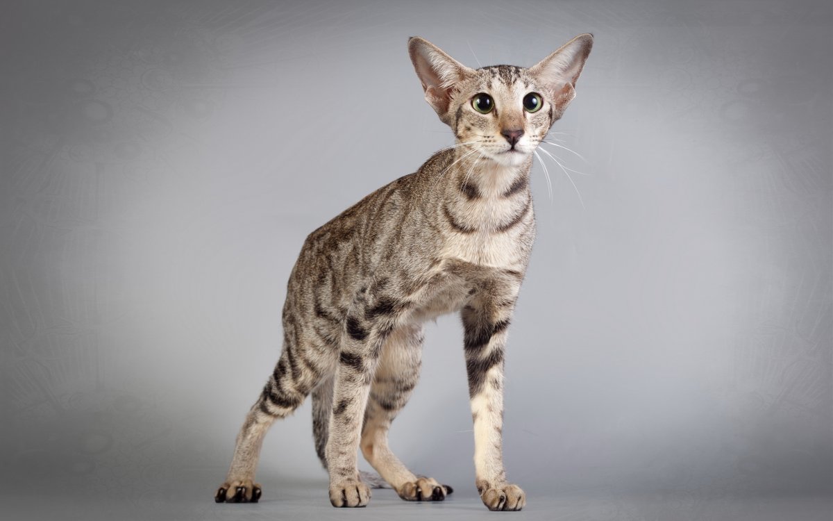 Сфинкс Петерболд