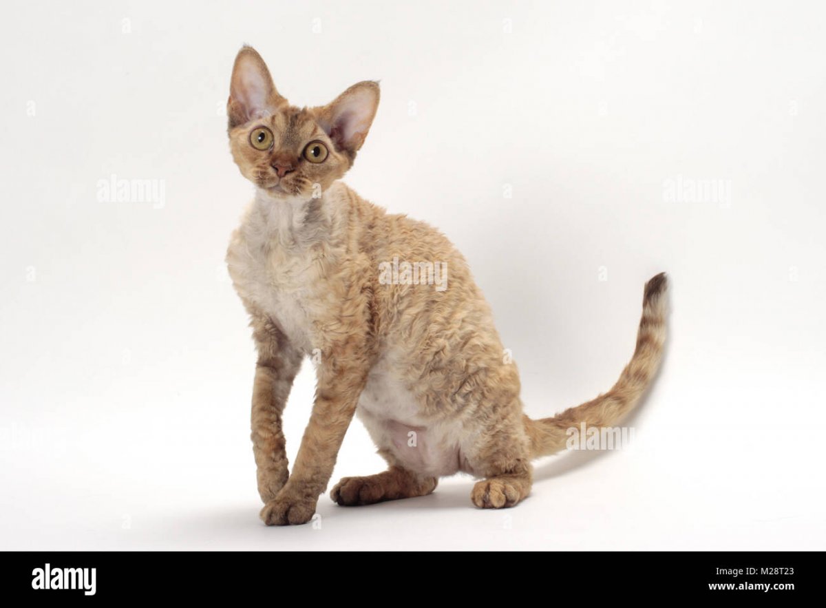 Порода абиссинец