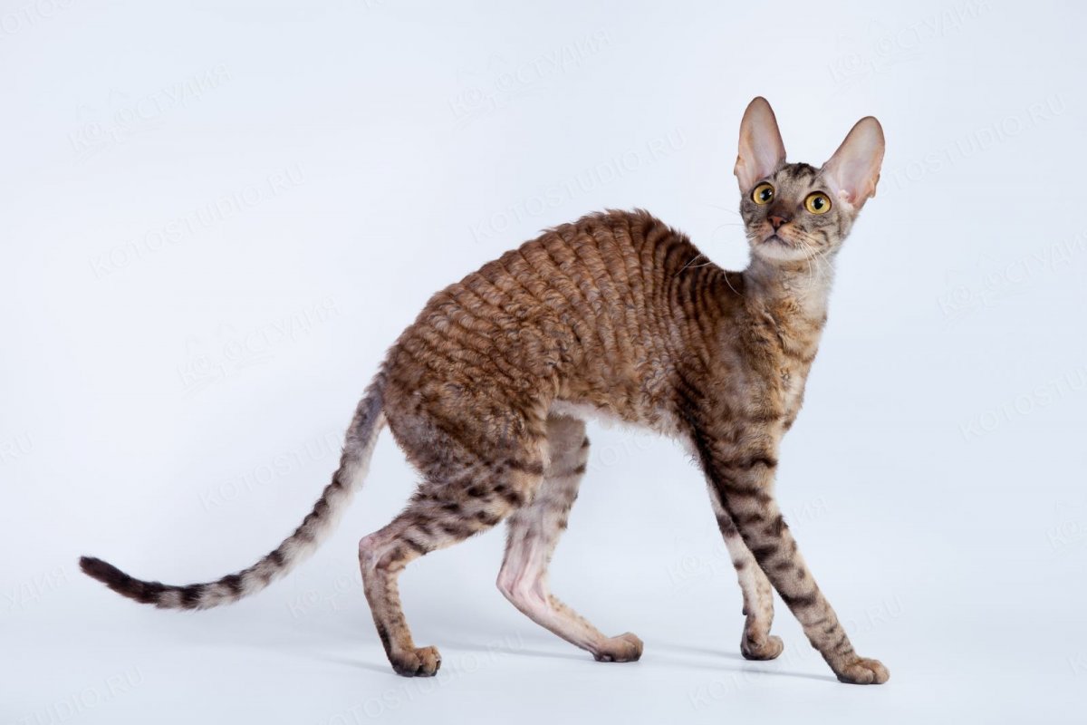 Ориентальная Восточная короткошерстная кошка