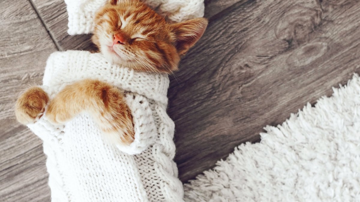 Свитер для кошки