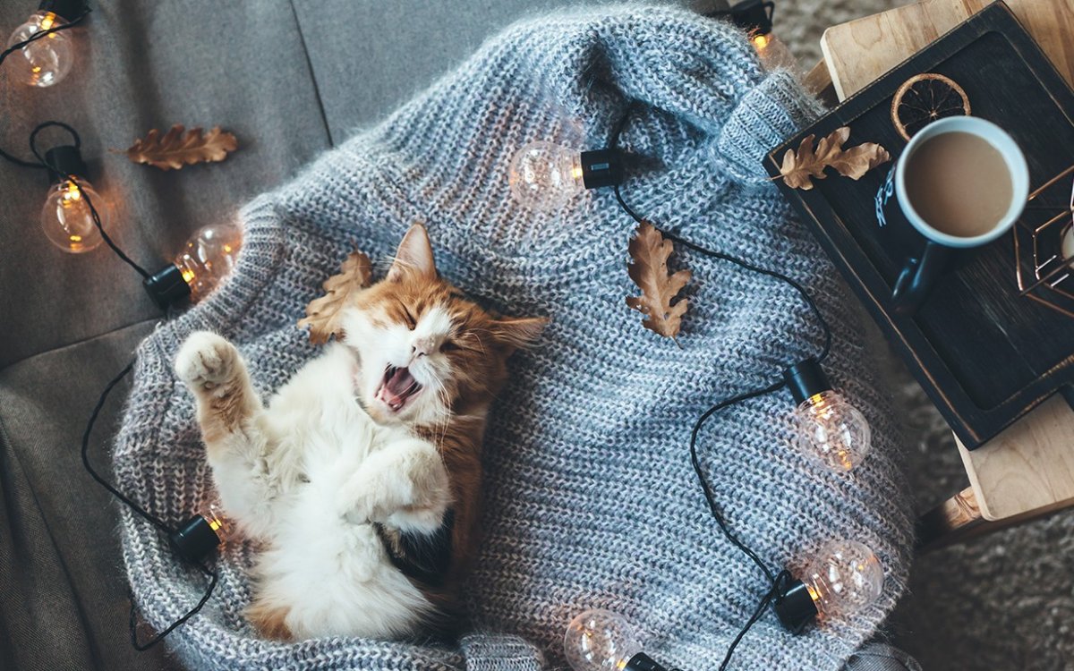 Котенок в полотенце