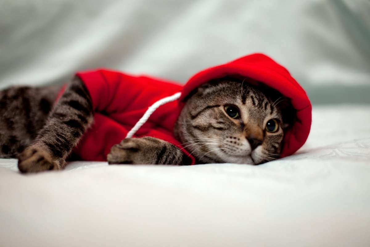 Коты в капюшоне