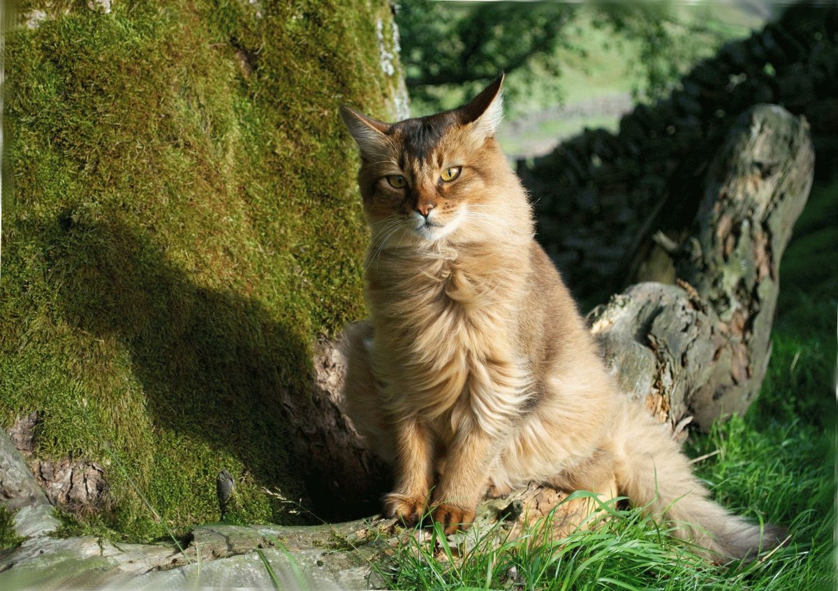 Коты метисы дикого окраса