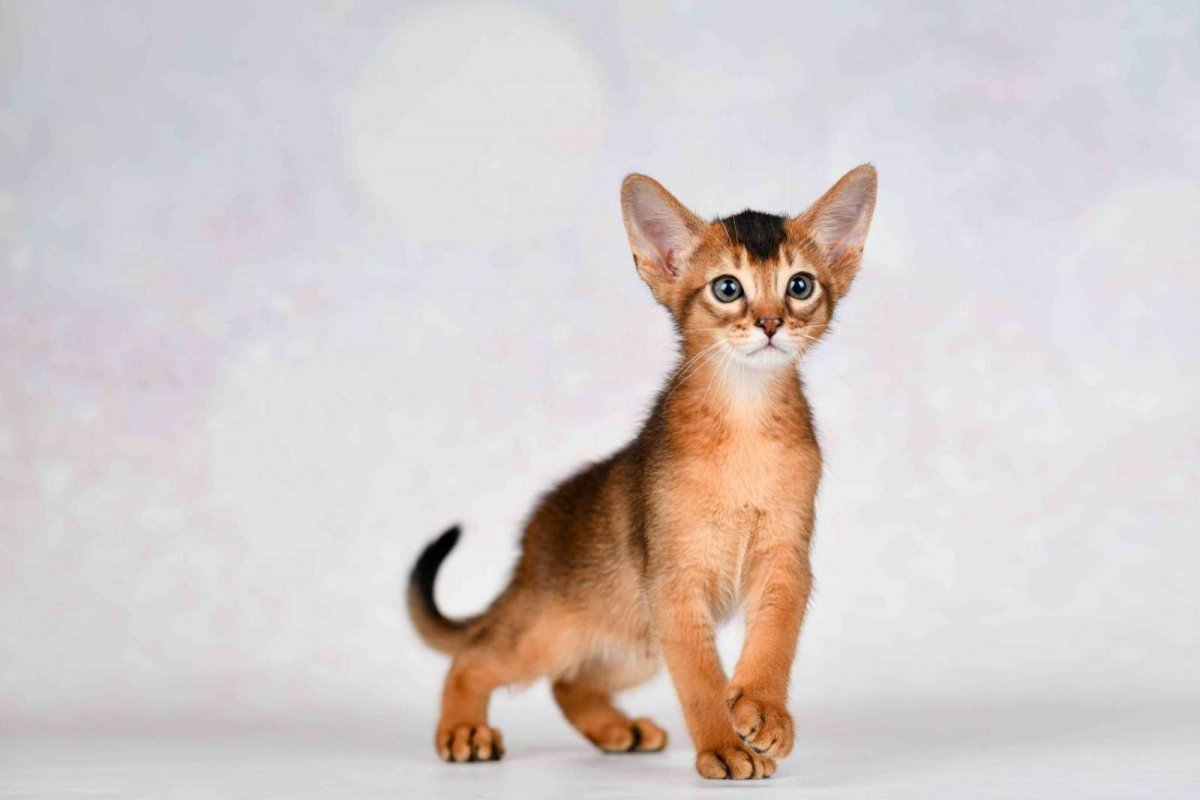 Абиссинские котята