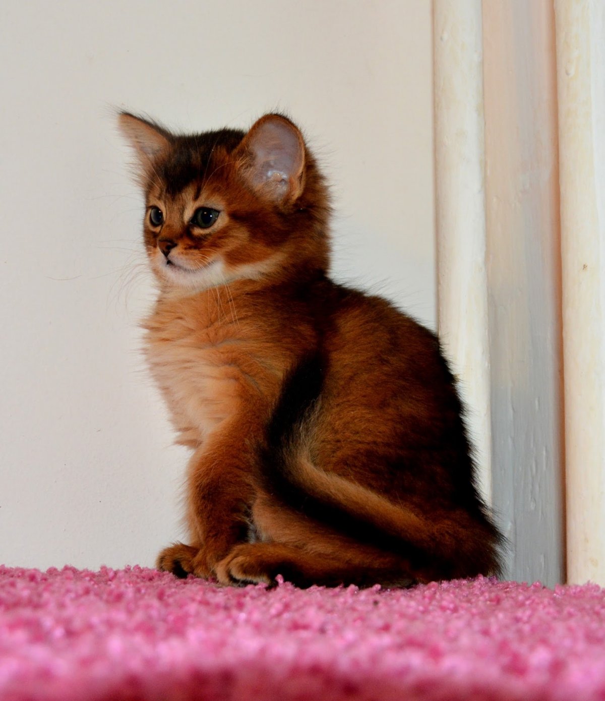 Сомалийская кошка трехцветная