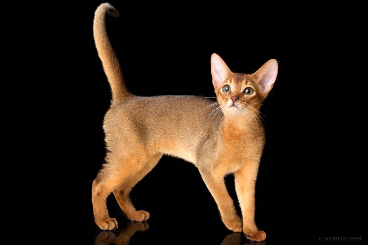 Абиссинская и Сомалийская кошка
