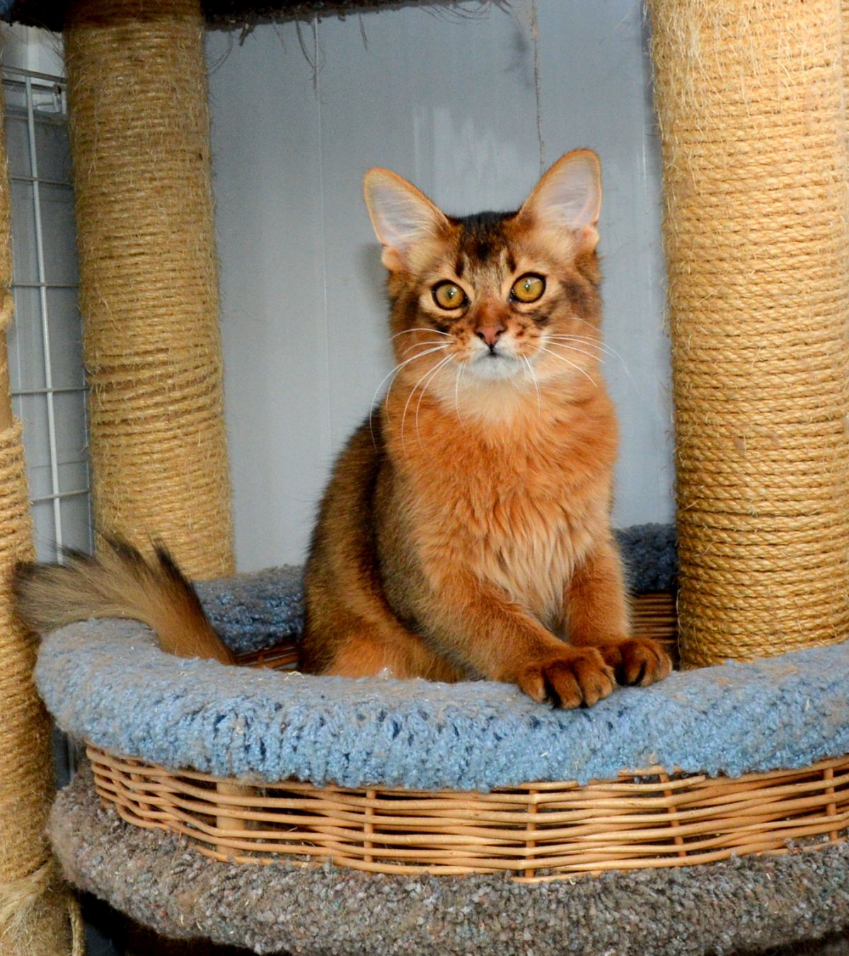 Сомалийская кошка длинношерстная