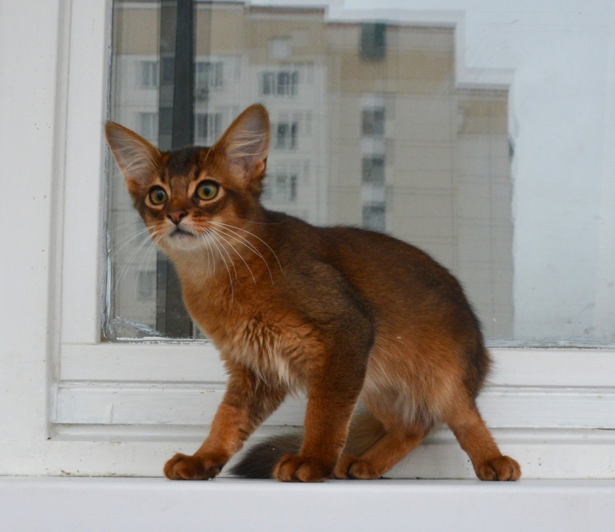 Абиссинская кошка окрас Ruddy