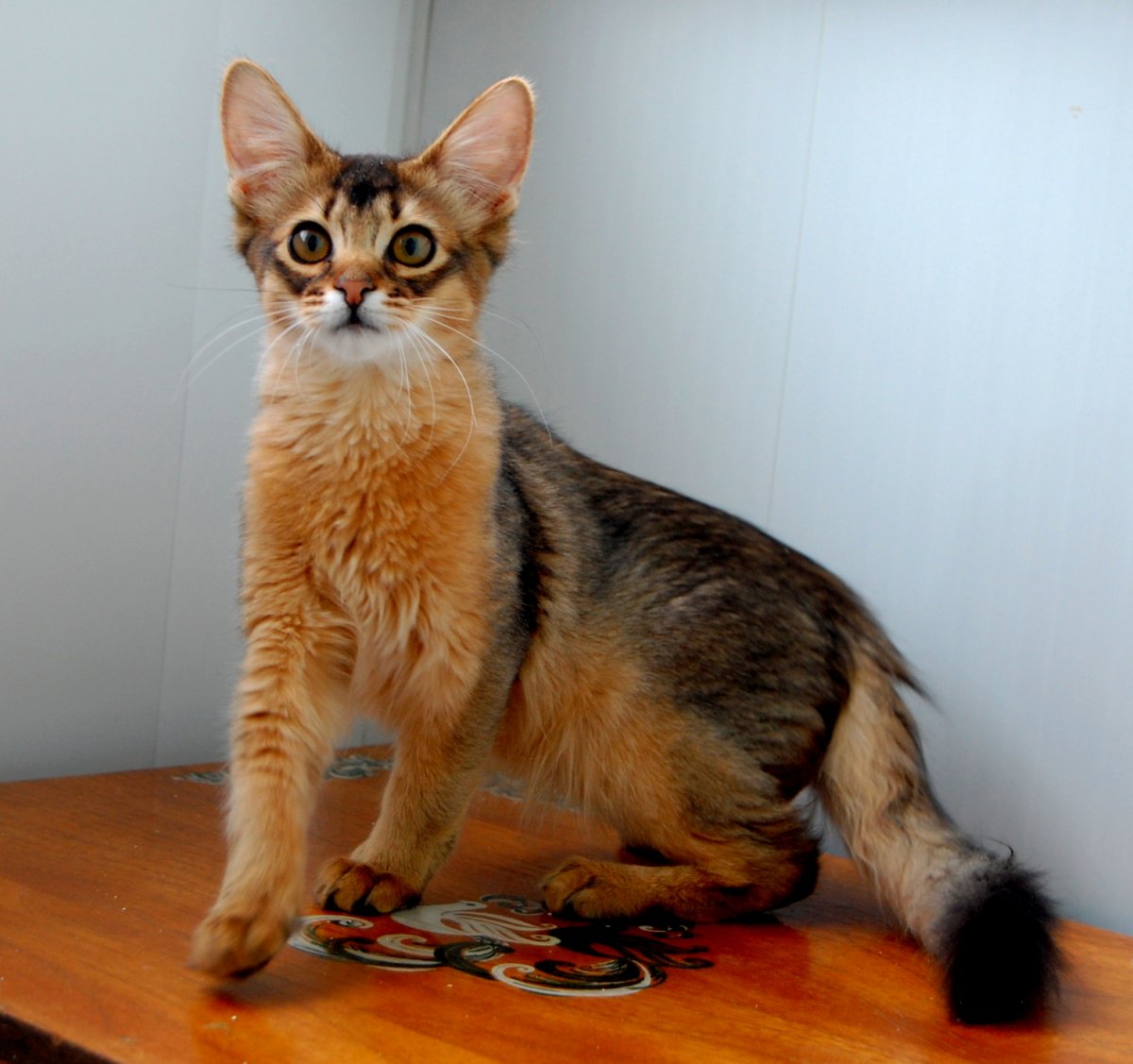 Сомалийская кошка персикового цвета