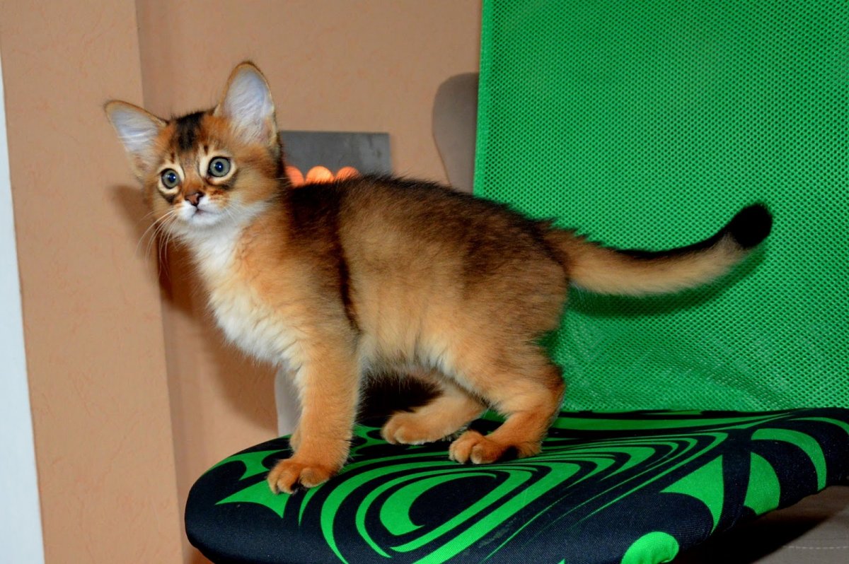 Сомалийская кошка