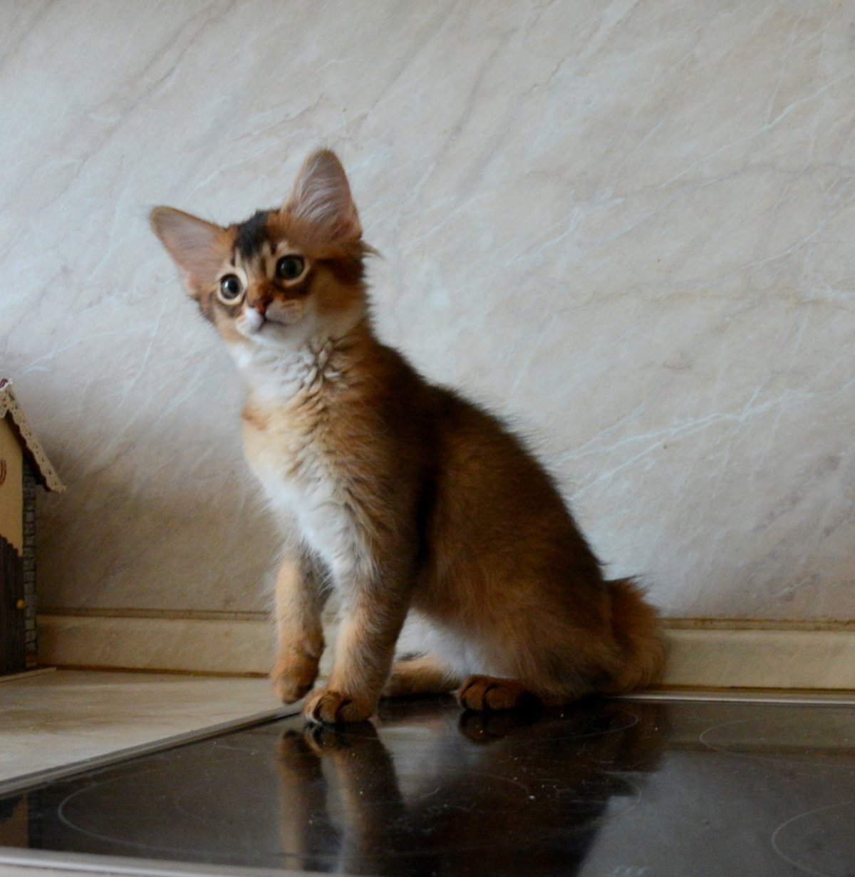 Сомалийская кошка питомник