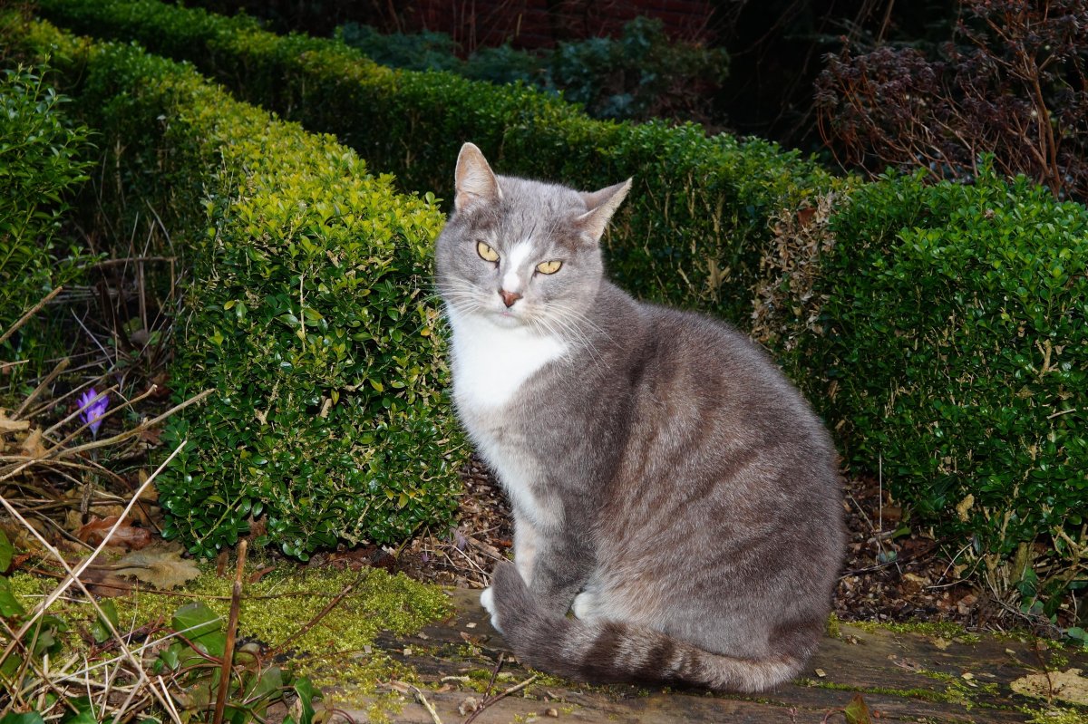 Анатолийская кошка серая