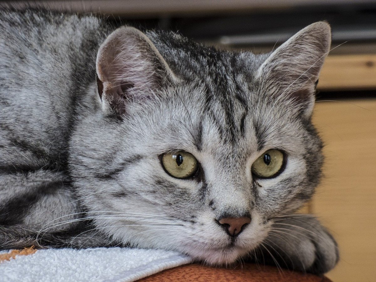 Кот tabby Shorthair