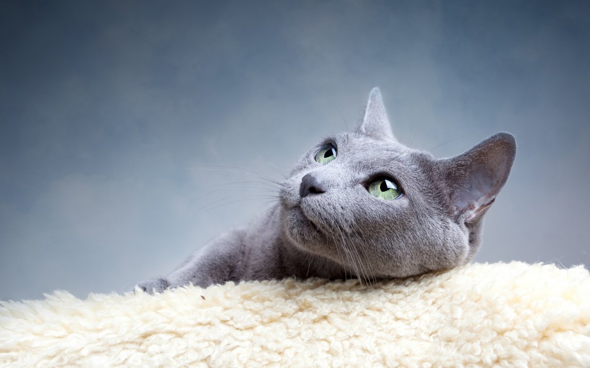 Русская голубая кошка