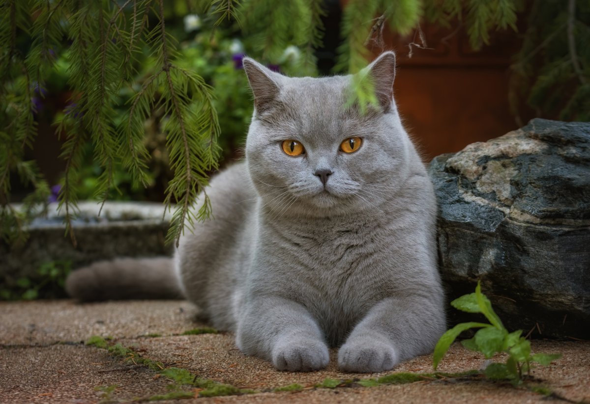 Обои на рабочий стол коты