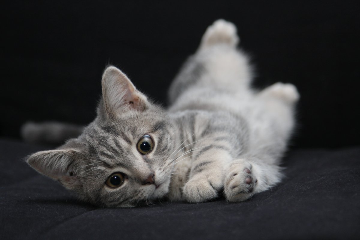 Милые котики