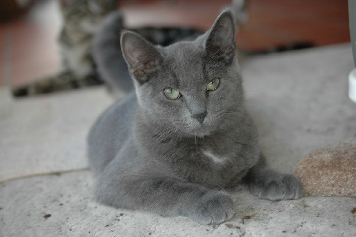 Серая гладкая кошка