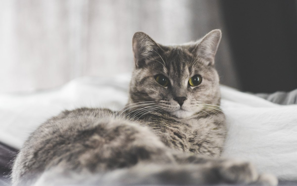 Кошка серая