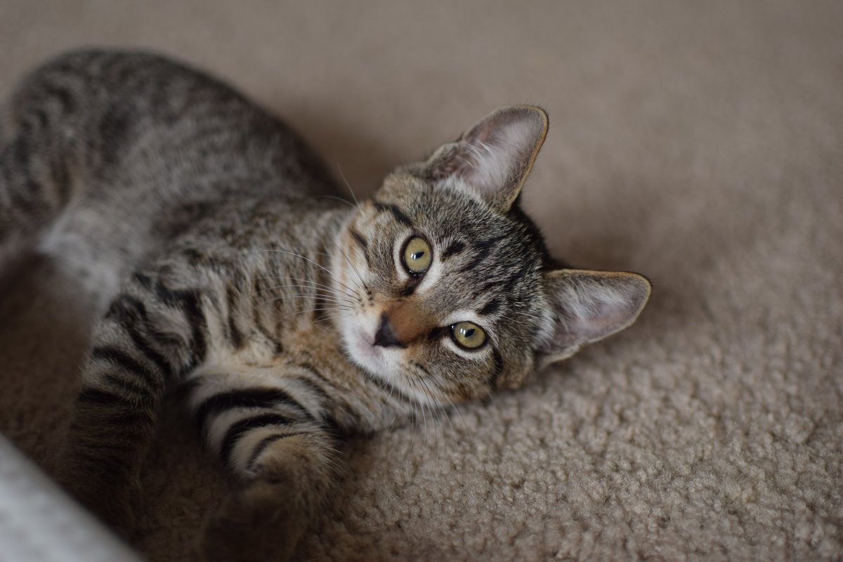 Полосатый короткошерстный кот