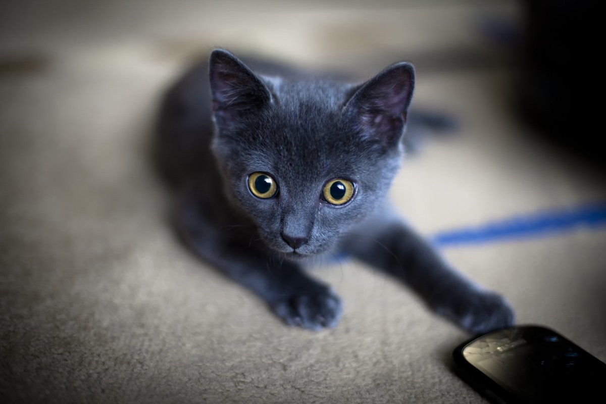 Русская голубая кошка крысоловка