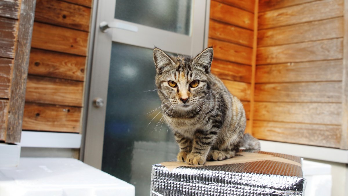 Большие коты домашние беспородные