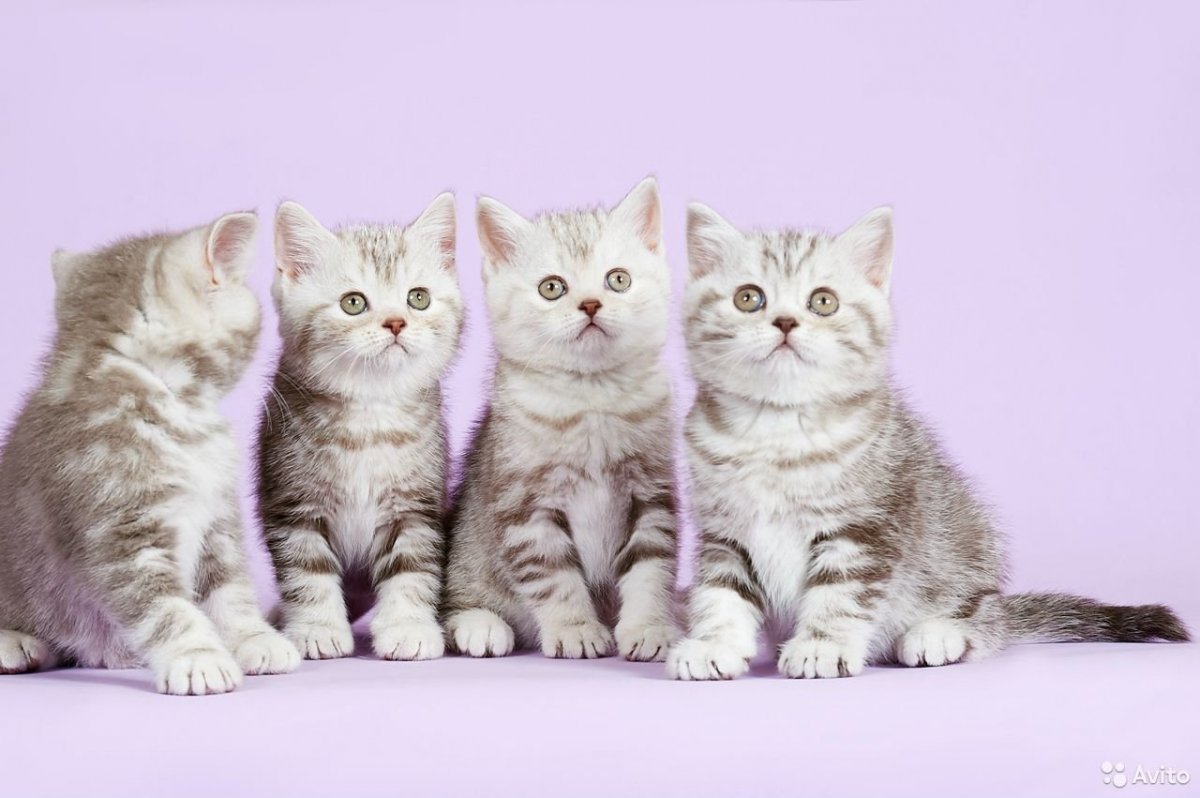 Британская кошка котенок