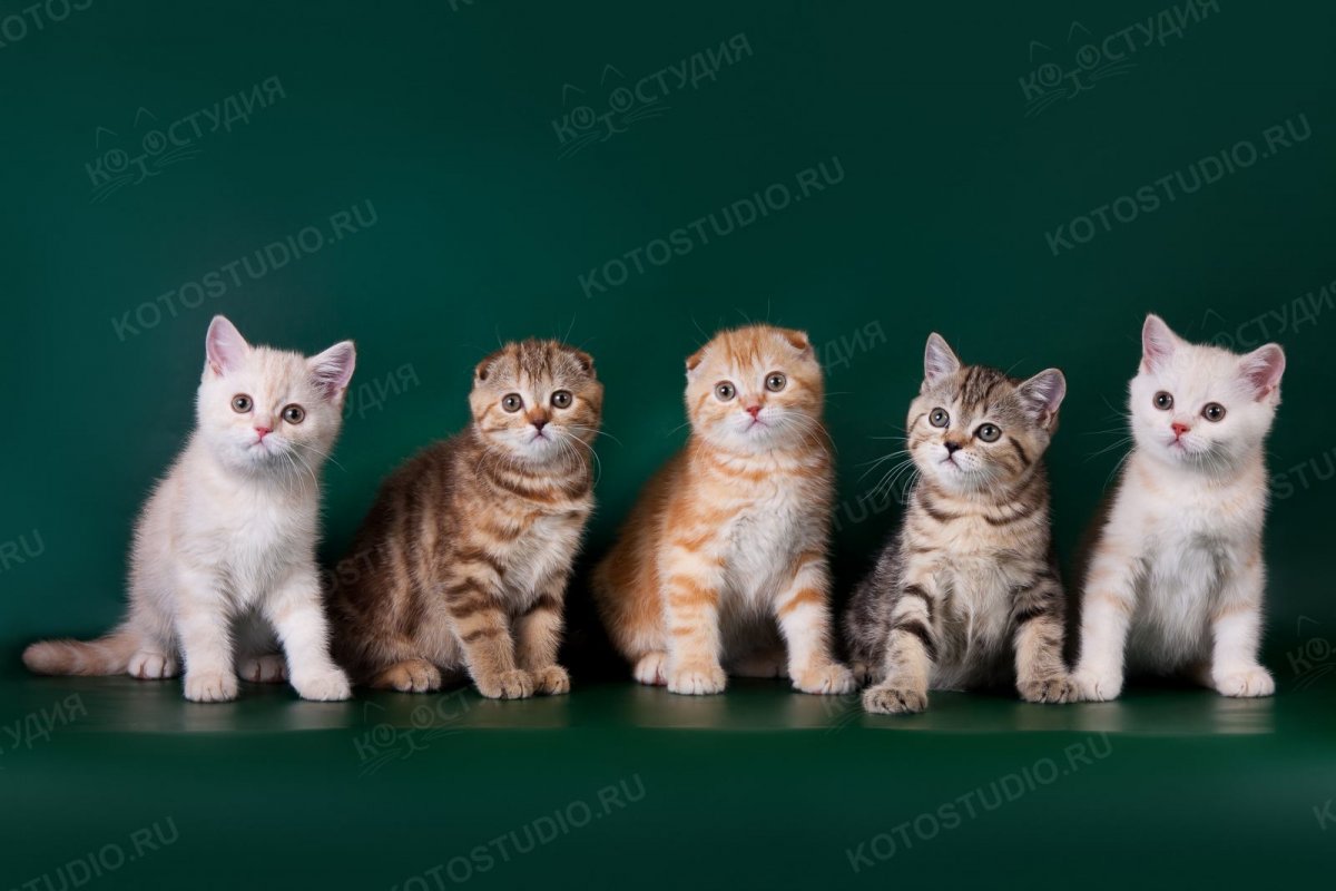 Котята скоттиш страйт вислоухие