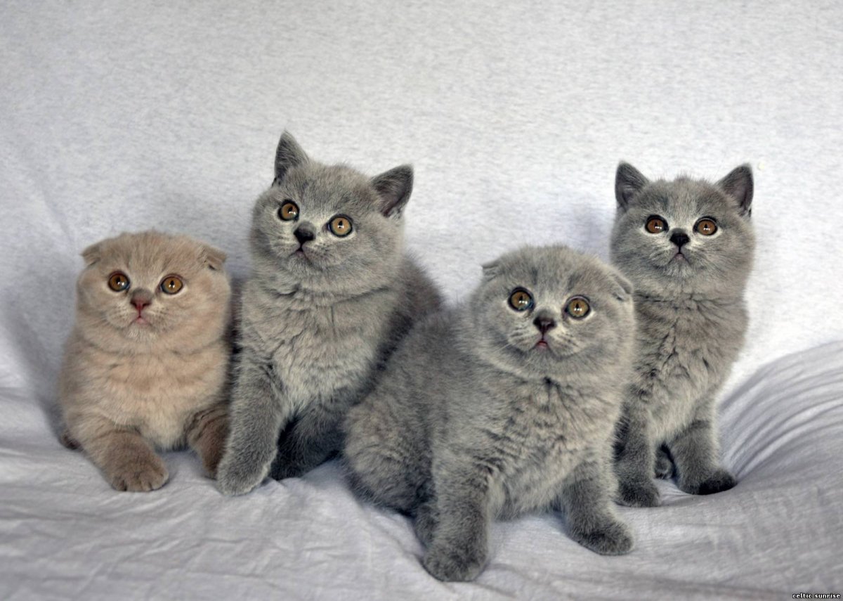 Британцы вислоухие и прямоухие