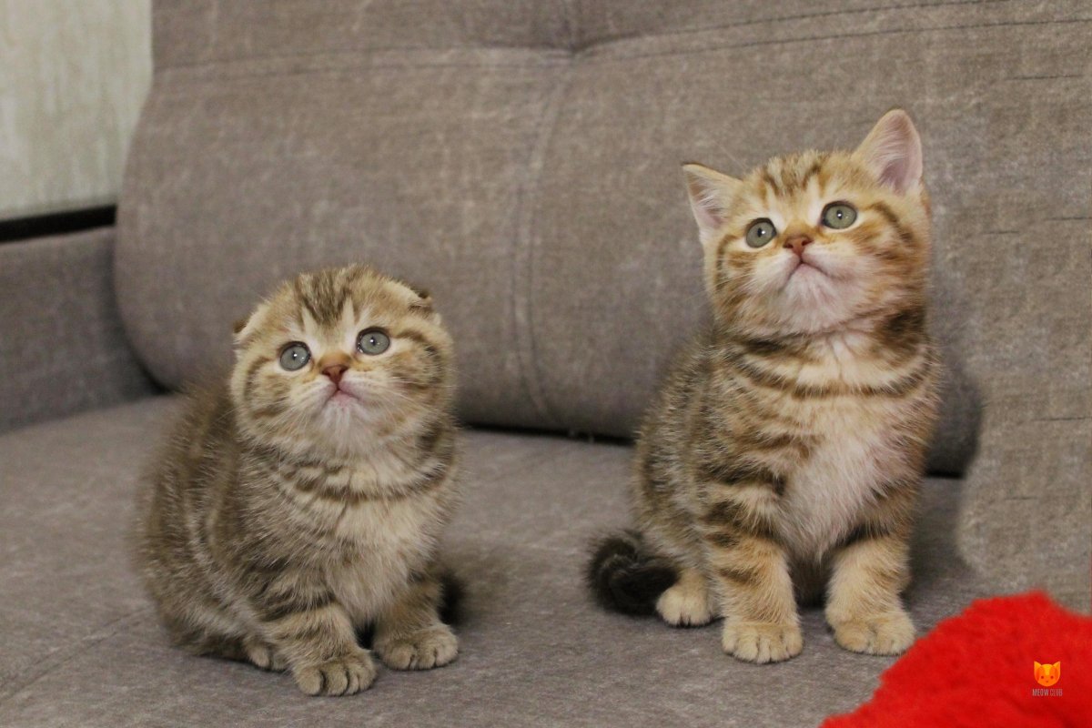 Скоттиш фолд страйт