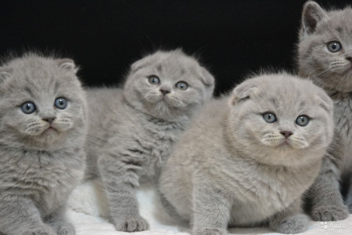 Ирландский вислоухий кот