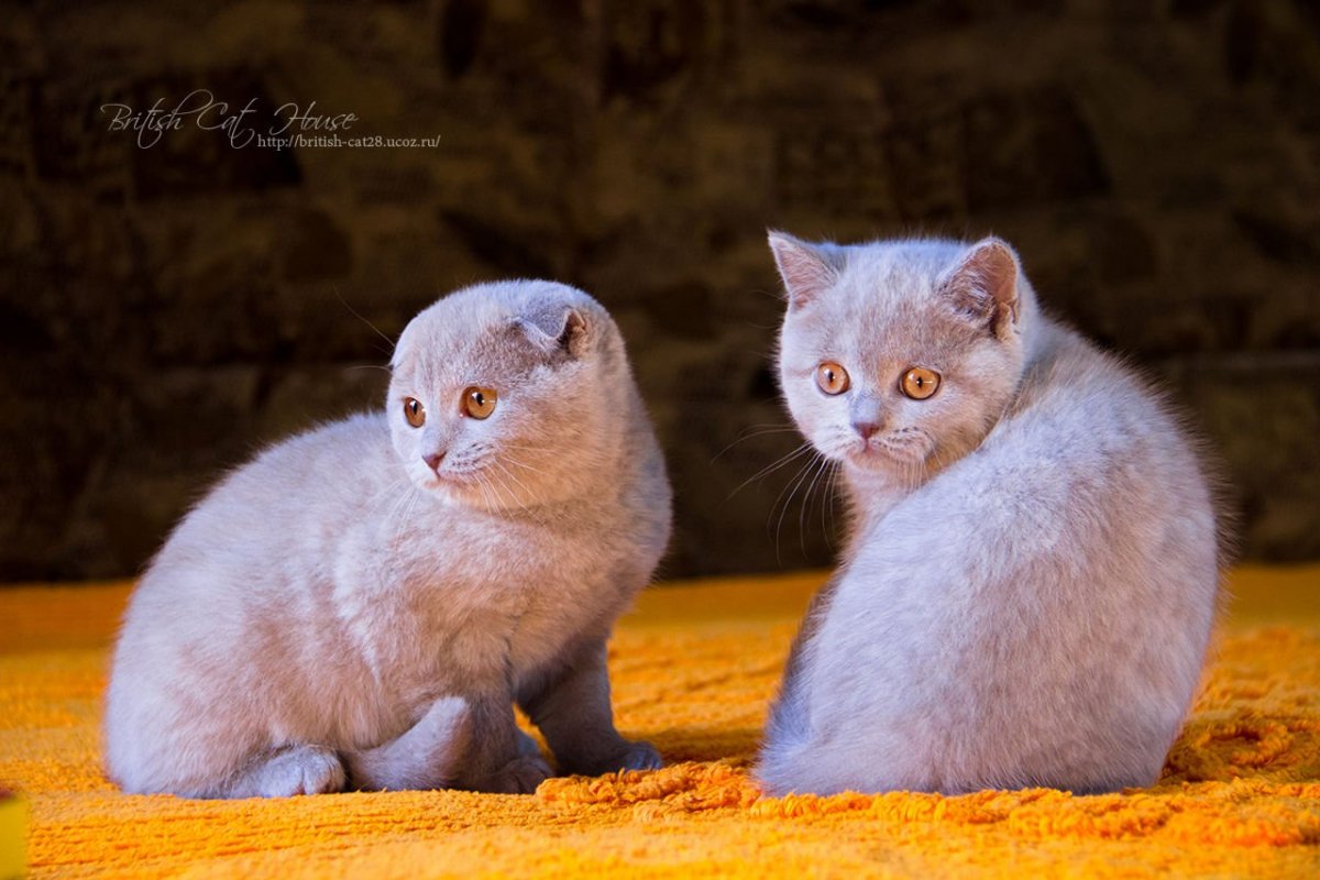 Вислоухие кошки британские и Шотландские
