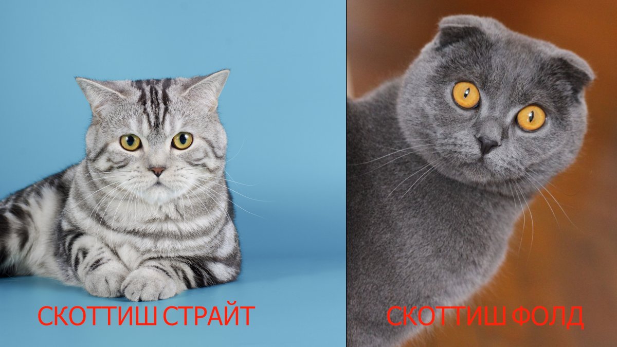 Шотландский скоттиш фолд окрасы