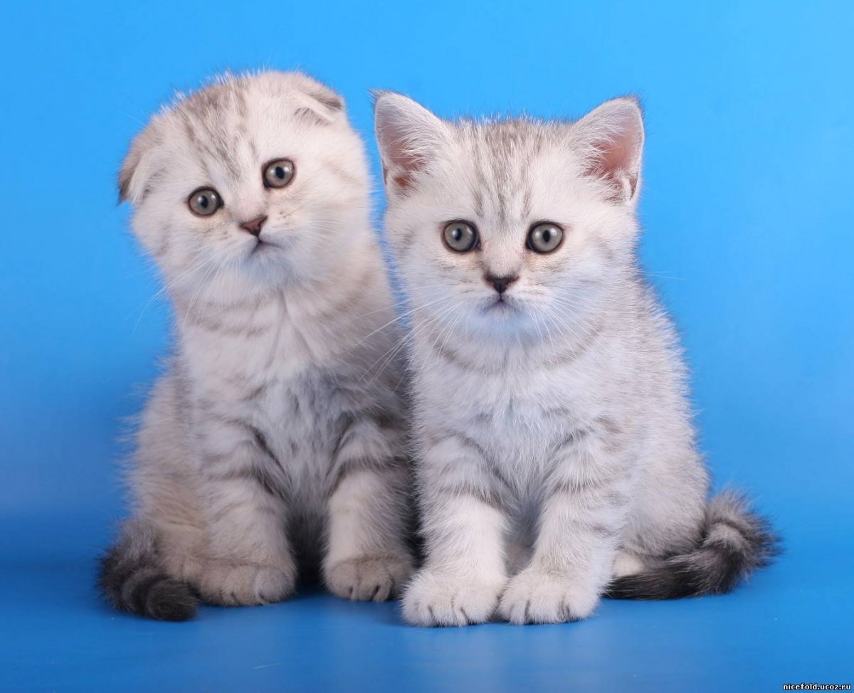 Семья шотландских вислоухих кошек