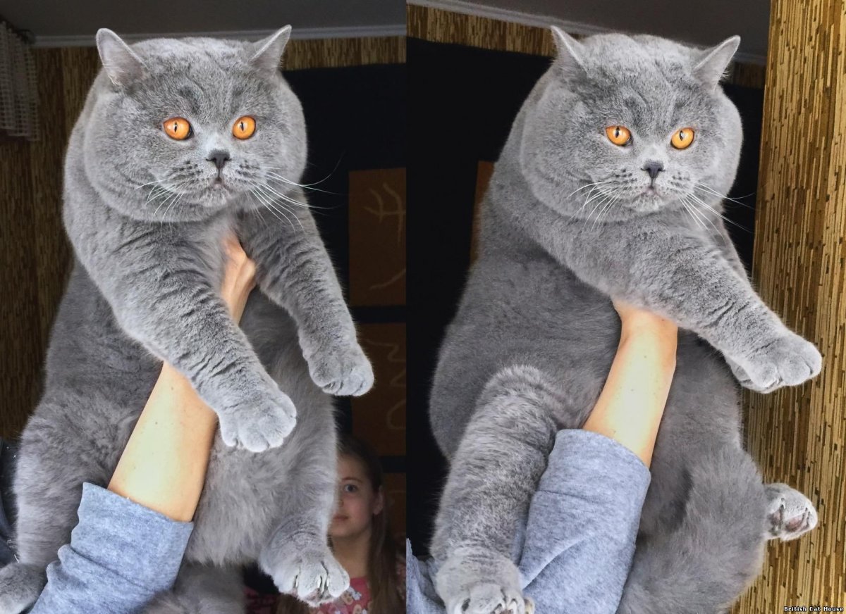 Огромный британский кот на руках