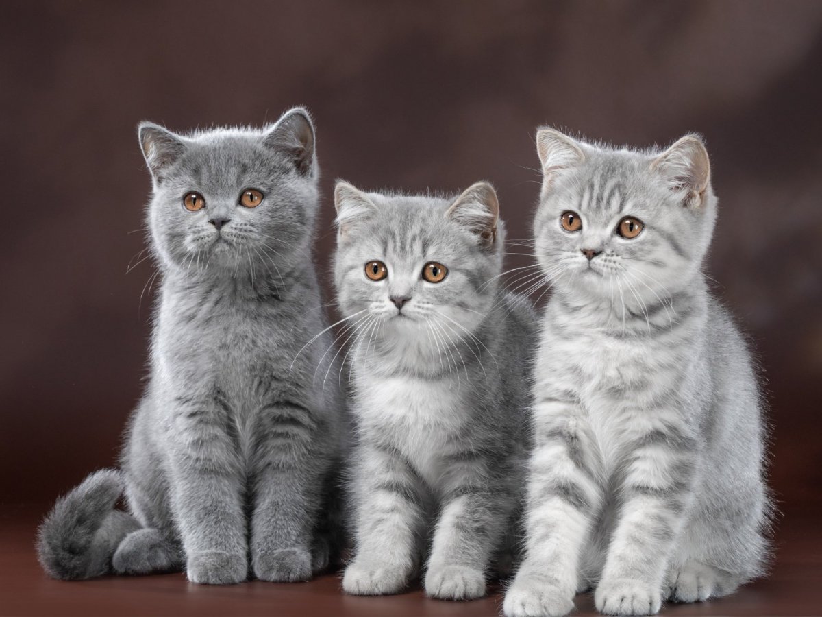 Котята породы британец