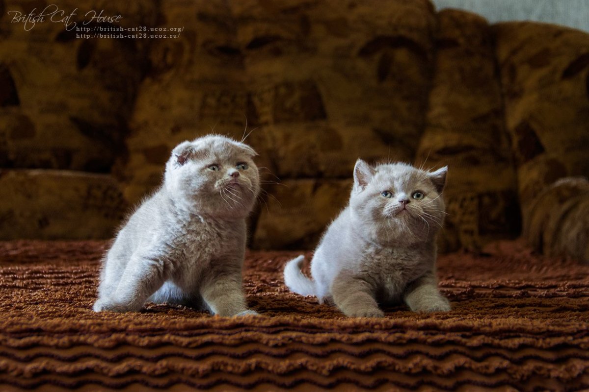 Скоттиш фолд британец вислоухий