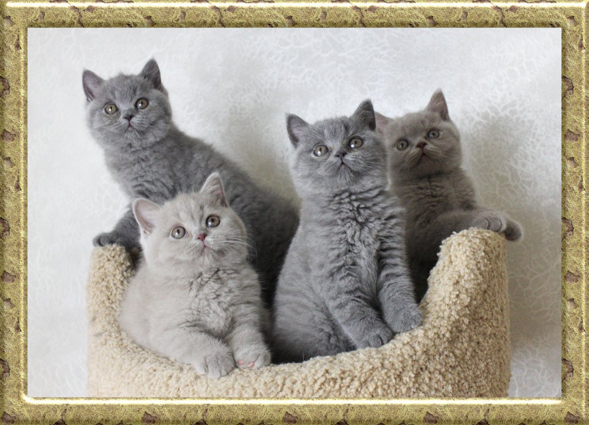 Вислоухие котята британцы