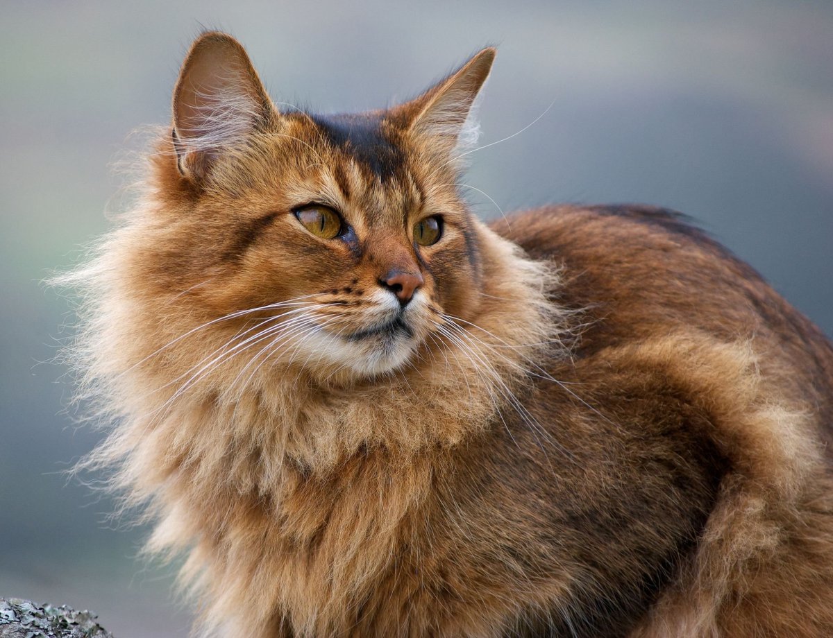 Кошки породы Сомали