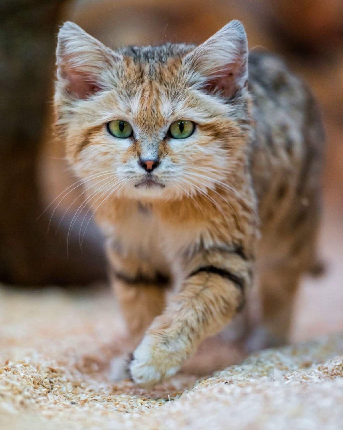 Барханный кот