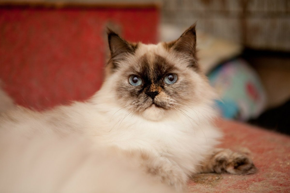 Муркоша топаз