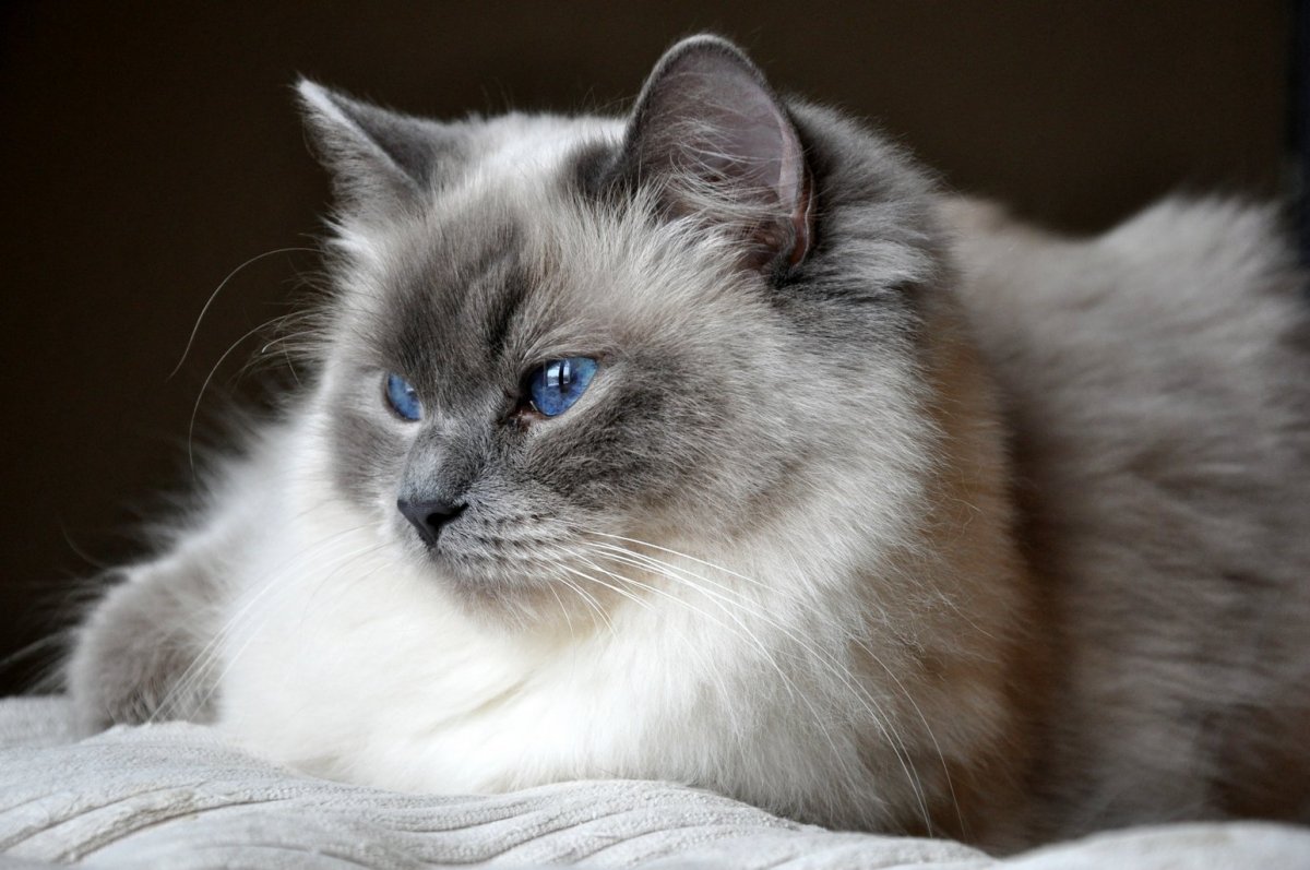 Бирманский Рэгдолл