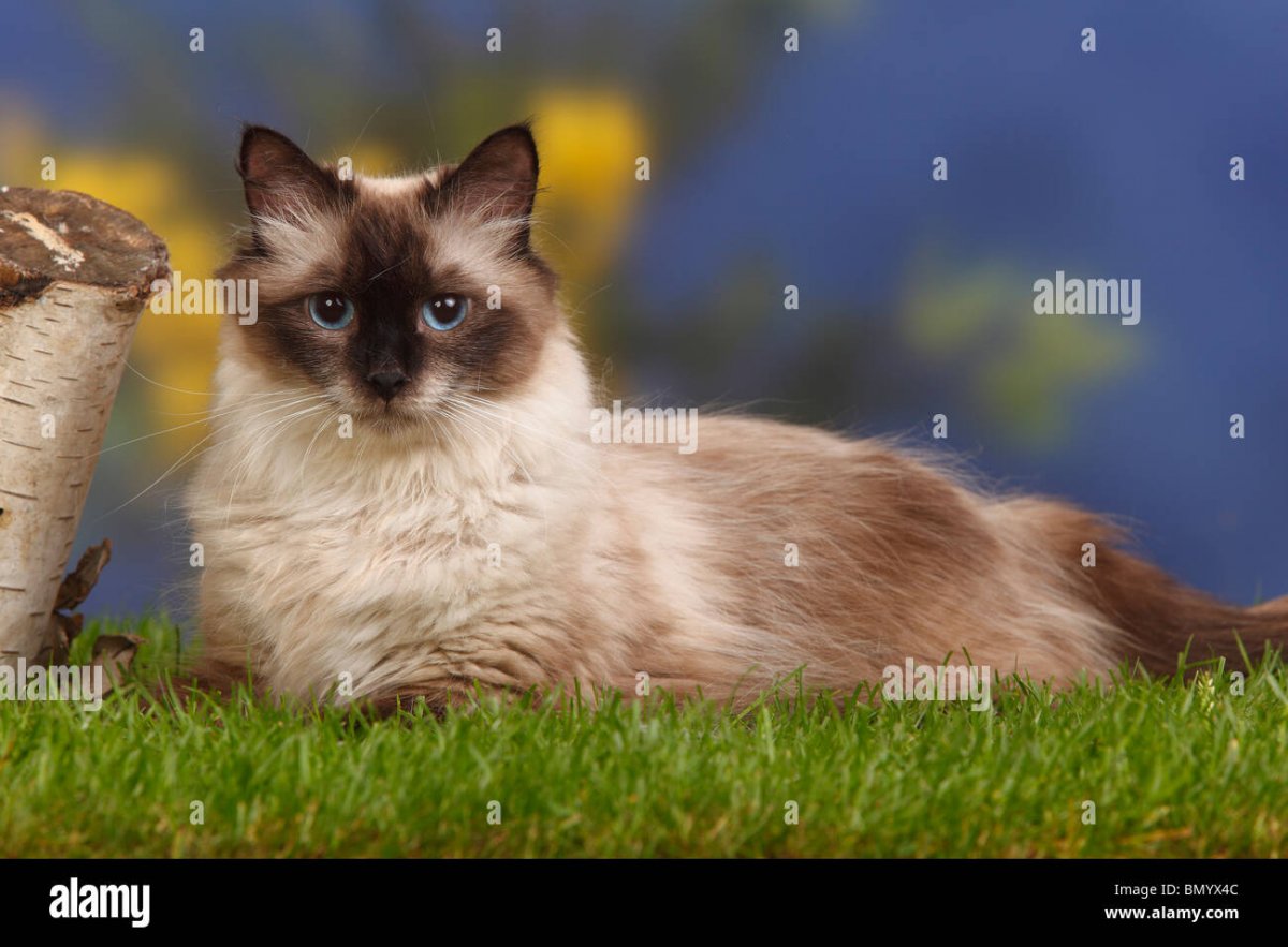 Seal point Невская маскарадная