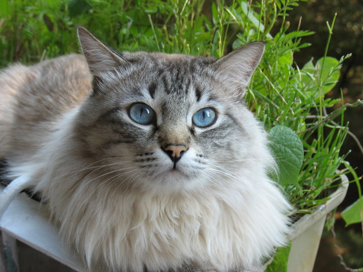 Twisty Cat порода