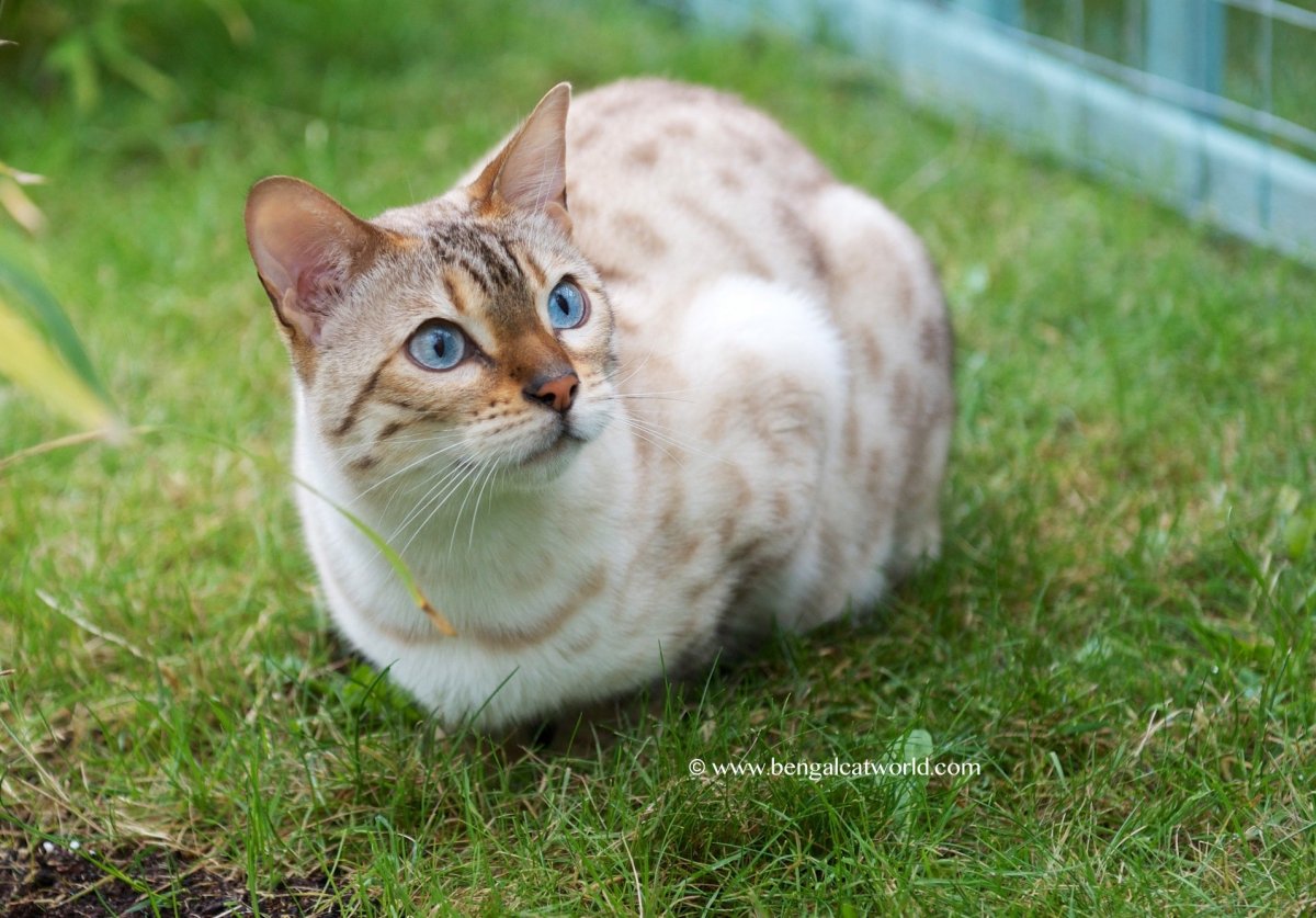 Бенгальская кошка снежный Барс