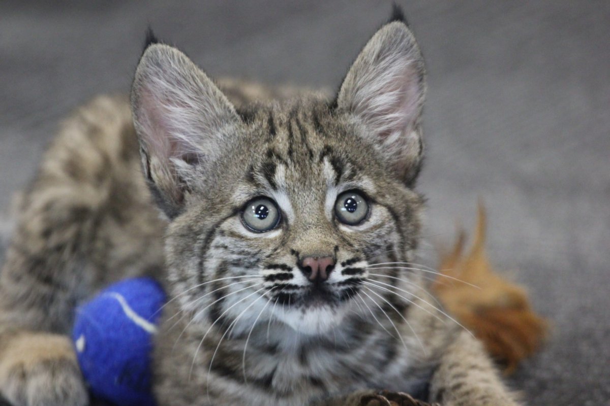 Бобкэт Рысь домашняя