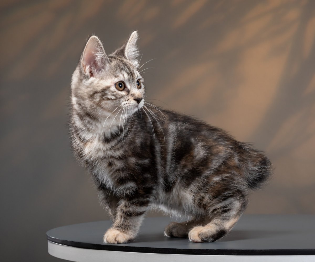 Серый бобтейл короткошерстный