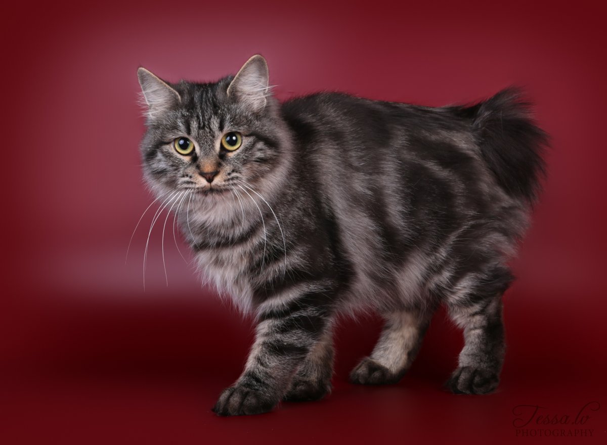 Курильский бобтейл черный