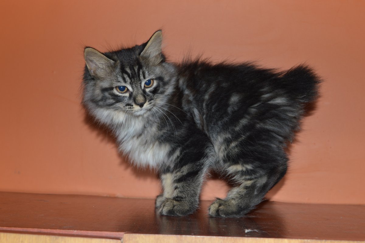 Камчатский бобтейл